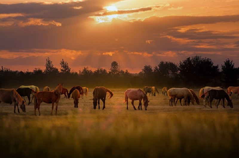اسب‌های وحشی در حال چرا در پارک ملی بوجاق