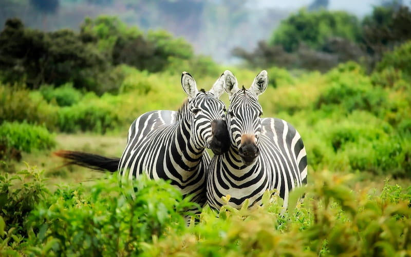 دو گورخر در طبیعت آفریقا