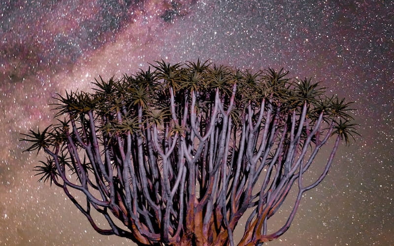 درختی بزرگ زیر آسمان پرستاره در آفریقا