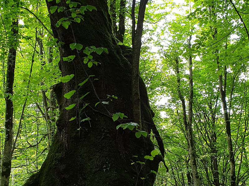 درختی تنومند در جنگل های مرزن آباد