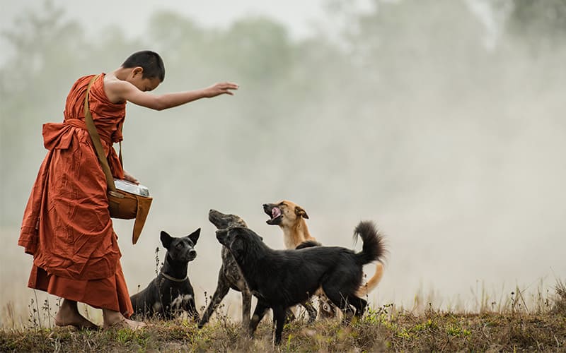 راهبی در حال غذادادن به سگ ها در تایلند