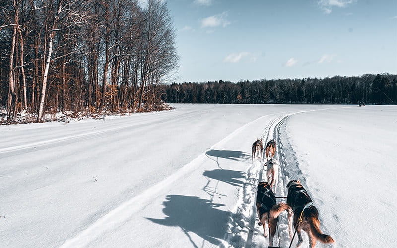 چند سگ در حال عبور از میان برف ها در کانادا