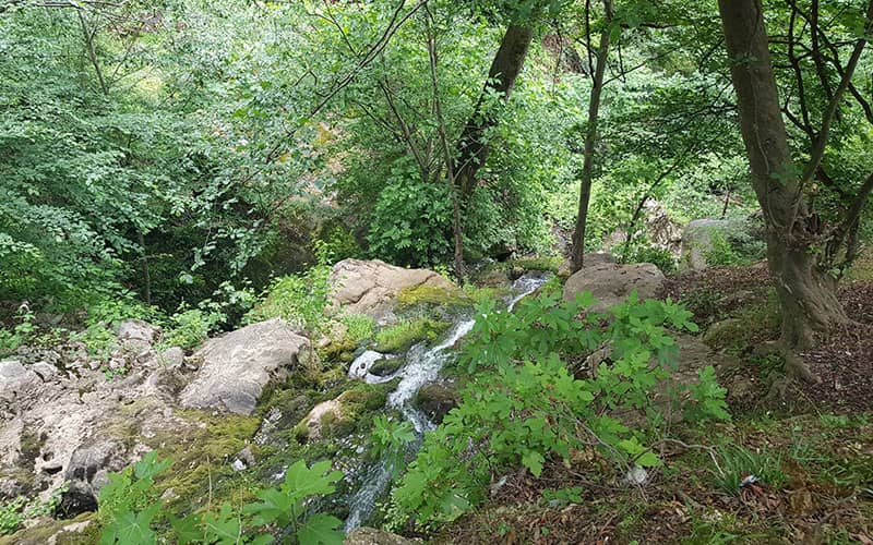جریان رودی کوچک در جنگل