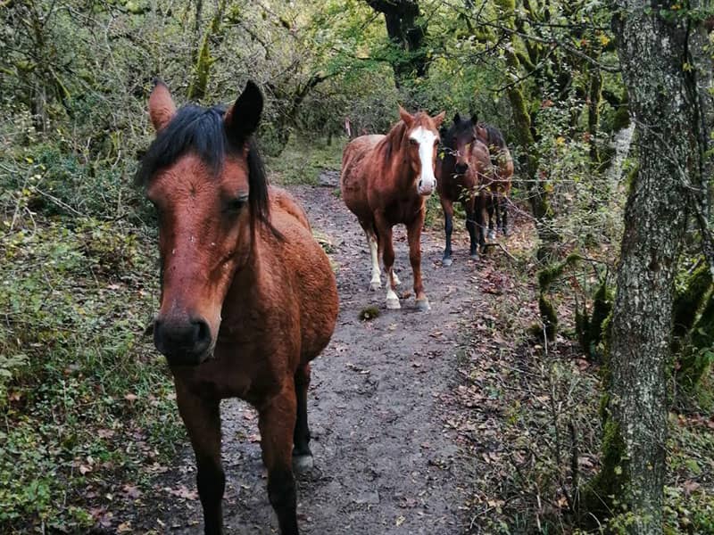 سه اسب در جنگل
