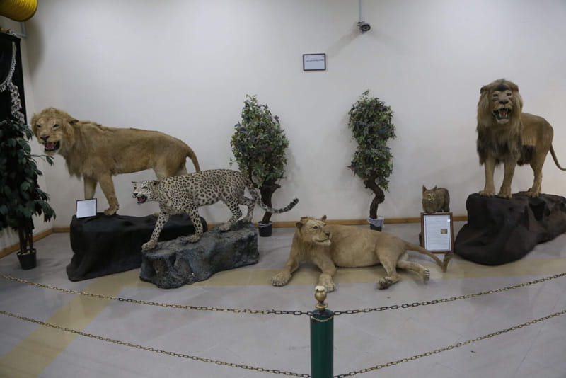 حیوانات تاکسیدرمی شده در موزه حیات وحش اردبیل