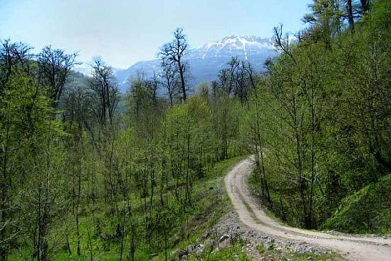 مسیر جنگلی اطراف روستای لاویج