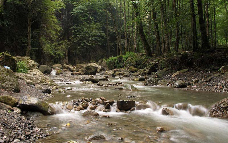 رودخانه خروشان در جوار درختان سبز در پارک جنگلی صفارود