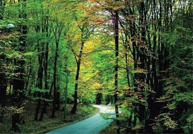 جاده جنگلی میان درختان انبوه در پارک ملی گلستان