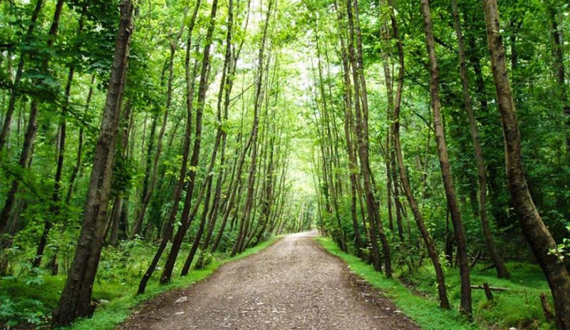 مسیر جنگلی در اطراف روستای لاویج میان درختان سبز و بلند
