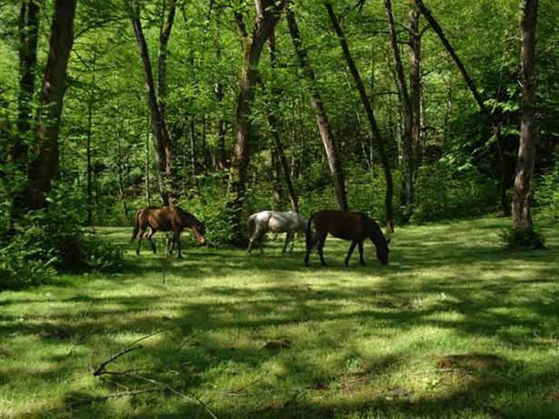 اسب های وحشی در جنگل سرسبز پلنگ دره