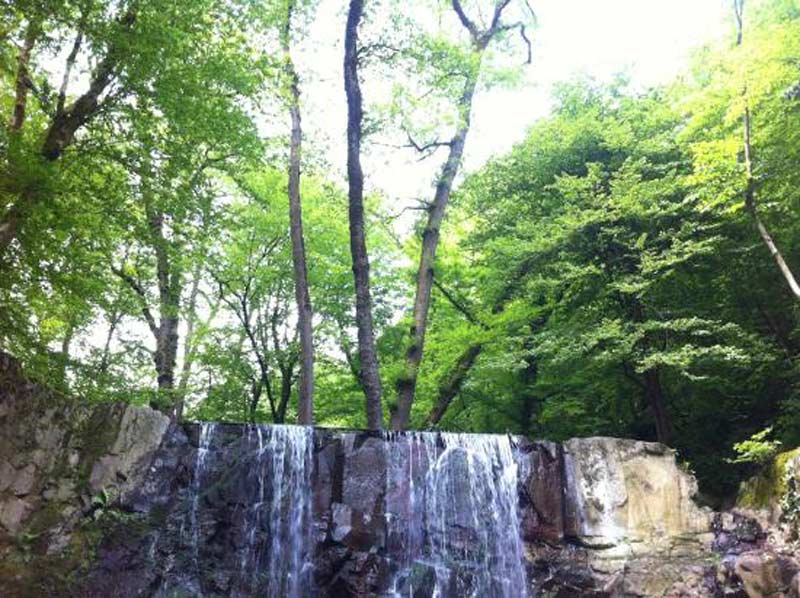 آبشارهای جنگلی میان درختان جنگل سیاهکل