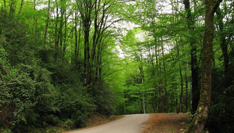درختان جاده سراوان در مسیر خاکی جنگلی