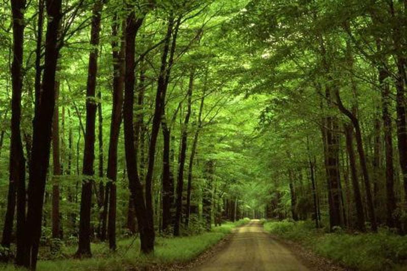 جاده جنگلی گیسوم میان درختان بلند