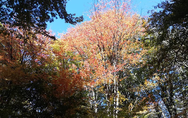 درختان جنگل در فصل پاییز