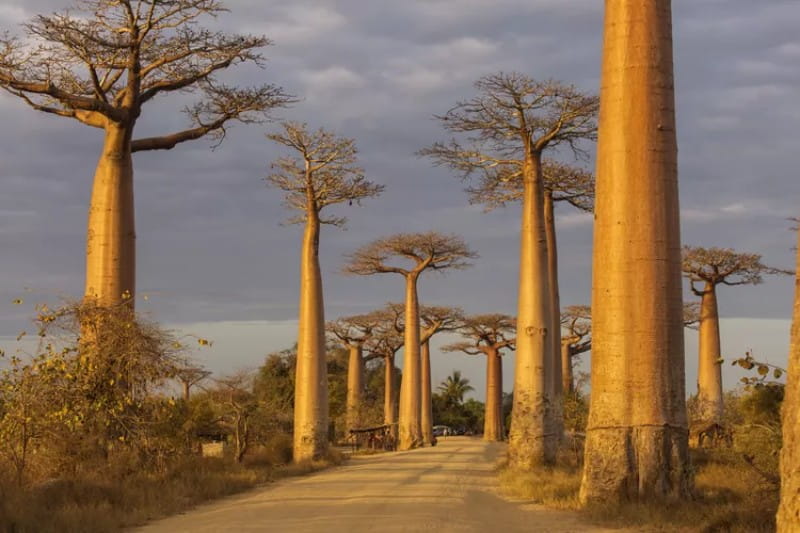 درختان بائوباب ماداگاسکار