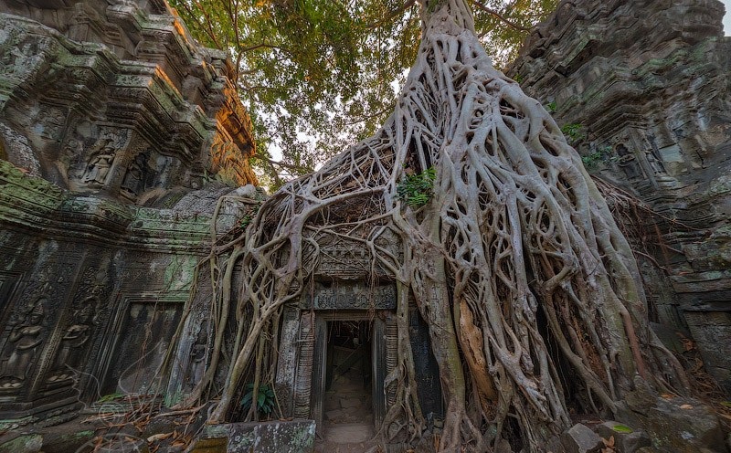 تصویری از درختان معبد تاپروم 