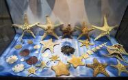 ستاره های دریایی موزه صدف