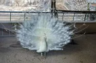 طاووس باغ وحش ارم