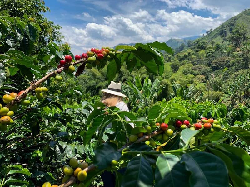 مزارع قهوه کلمبیا
