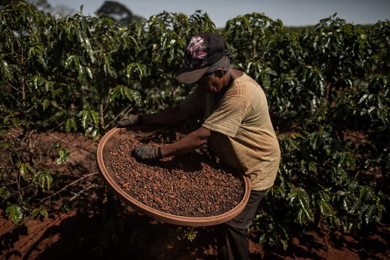 مزارع قهوه برزیل