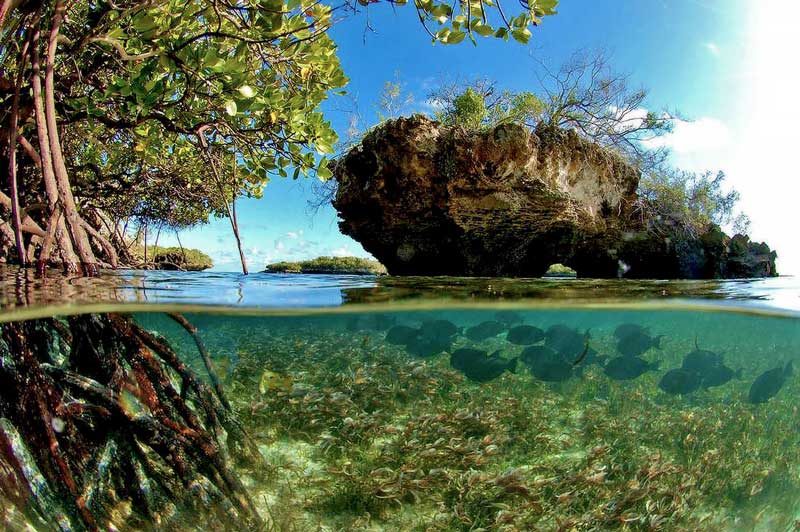 جزیره مرجانی الدبرا