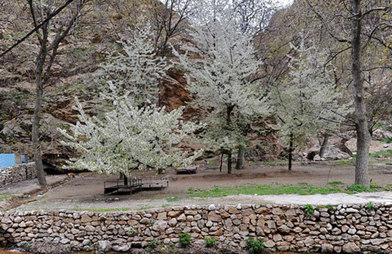 شکوفه های بهاری درختان در روستای اخلمد