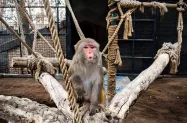 میمون رزوس باغ وحش ارم