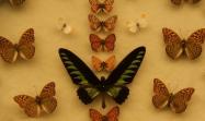 موزه باغ پروانه