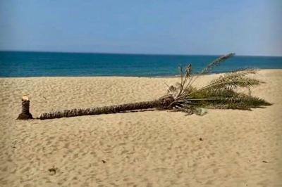 تک درخت نخل ساحل درک قطع شد (به‌روزرسانی)