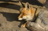 روباه معمولی باغ وحش ارم