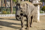  فیل آسیایی باغ وحش ارم