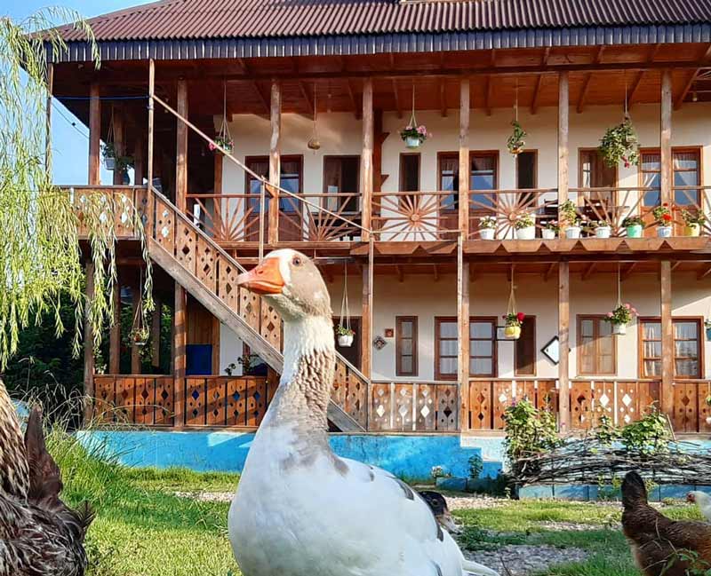 اردک سفید مقابل ساختمان اقامتگاه بومگردی داروک