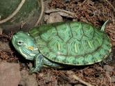 لاک‌پشت سبز