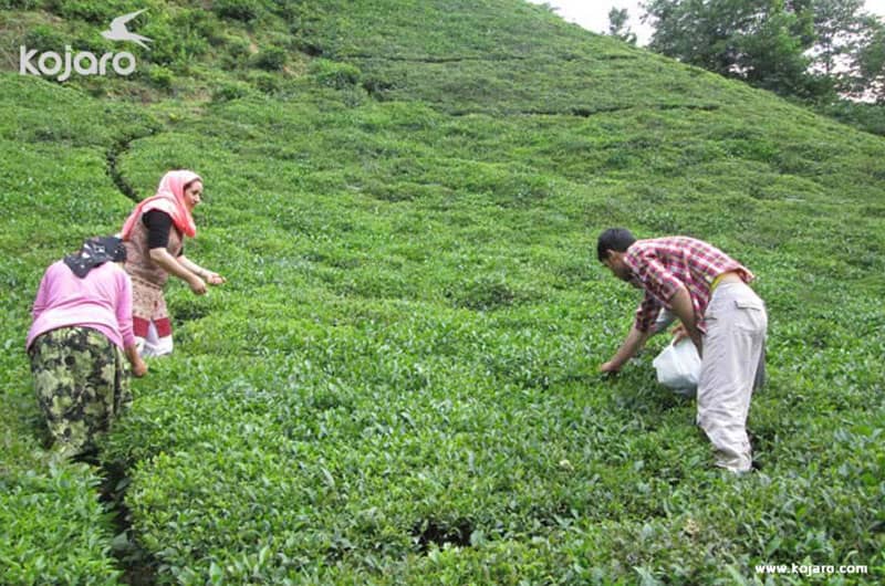 کشاورزان در حال برداشت چای
