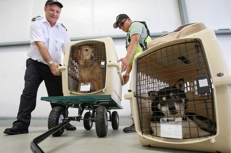 قفس حمل حیوانات خانگی در هواپیما