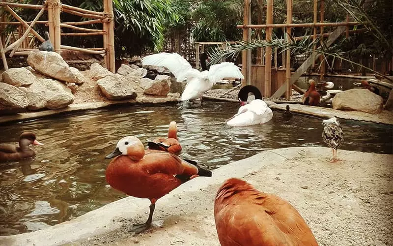 چندین پرنده در کنار برکه آب در باغ وحش