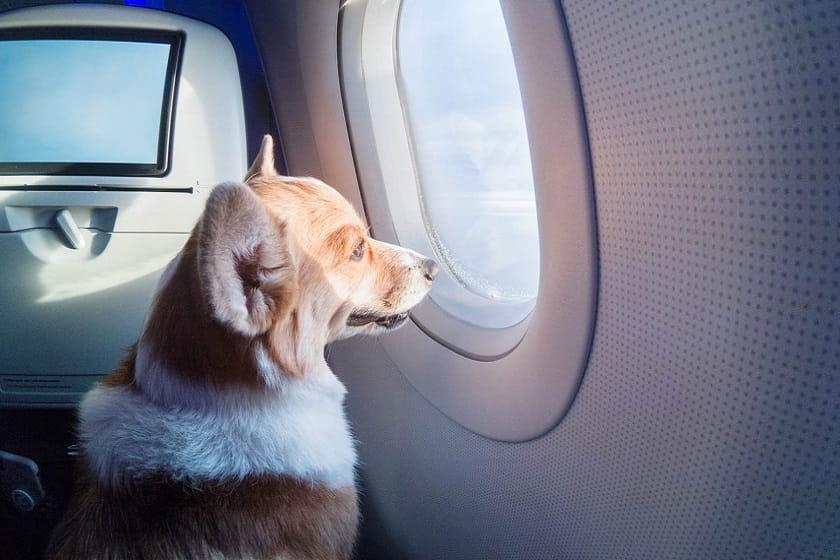 قوانین حمل حیوانات با هواپیما | شرایط ایرلاین های داخلی و خارجی
