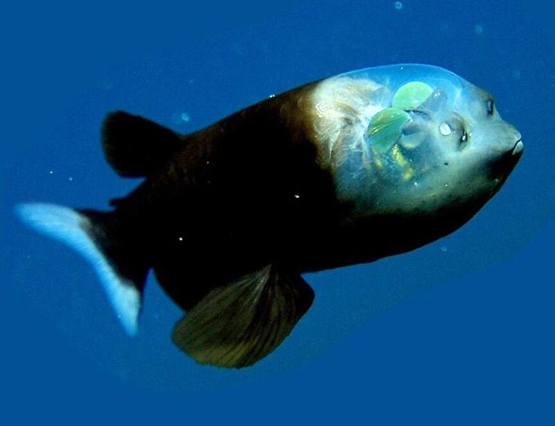 ماهی شیشه سر