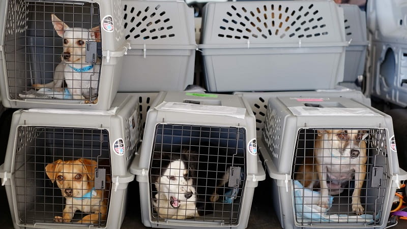 حمل حیوانات خانگی با هواپیما از طریق کارگو