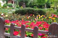 گل های رنگارنگ جشنواره لاله های پارک چمران