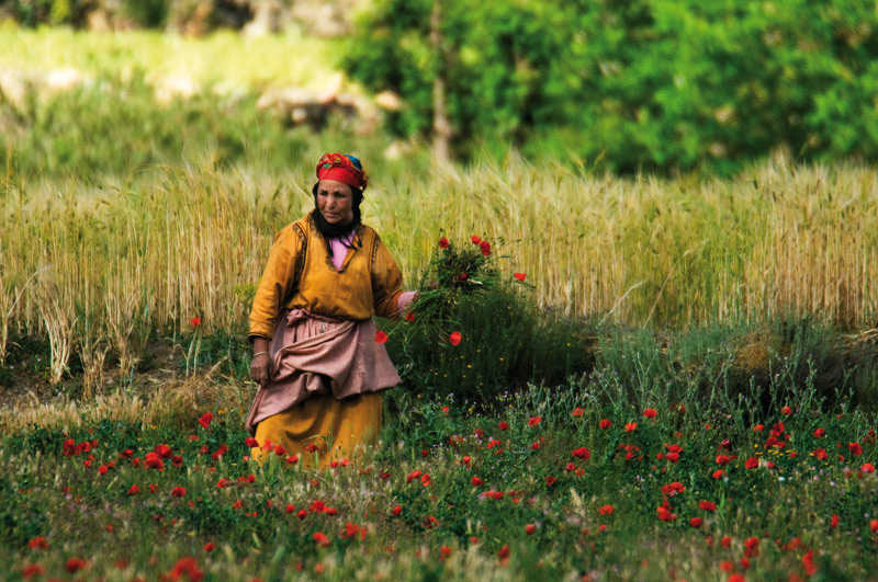 زنی در حال چیدن گل در پارک ملی توبکال