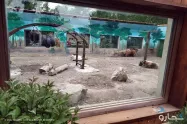 قفس شیرها در باغ لاله های چمران