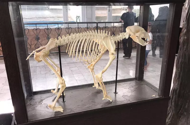 موزه حیوانات تاکسیدرمی باغ وحش وکیل آباد