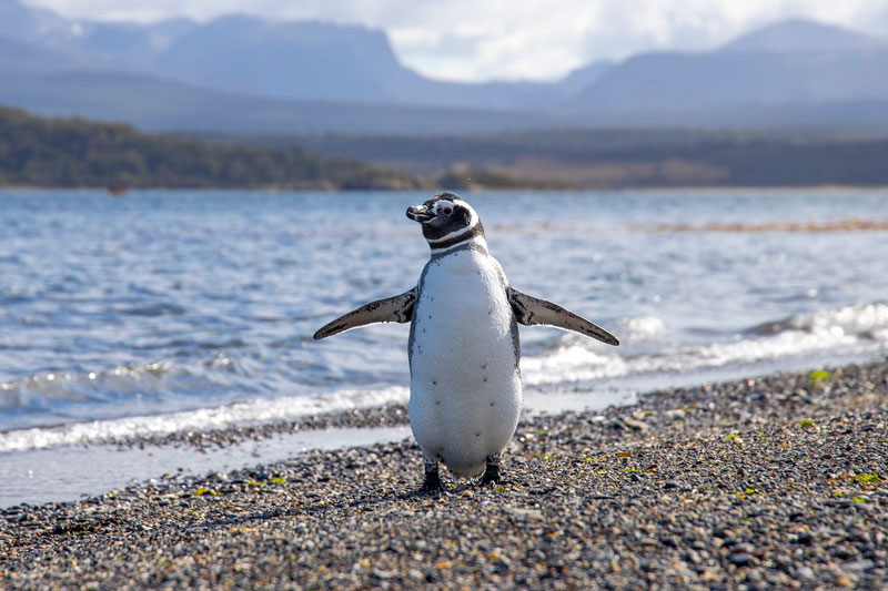 پنگو‌ئن‌های آرژانتین