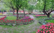 پارکی مملو از گل‌های لاله قرمزرنگ