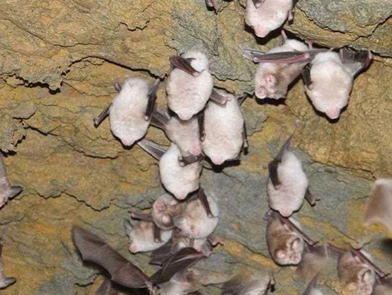 خفاش های داخل غار قلاتاسیان سردشت