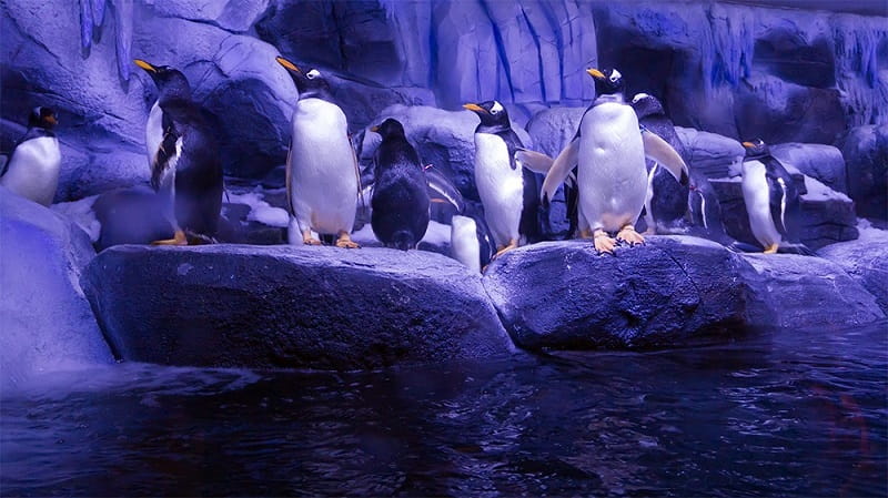 پنگوئن‌ جنتو