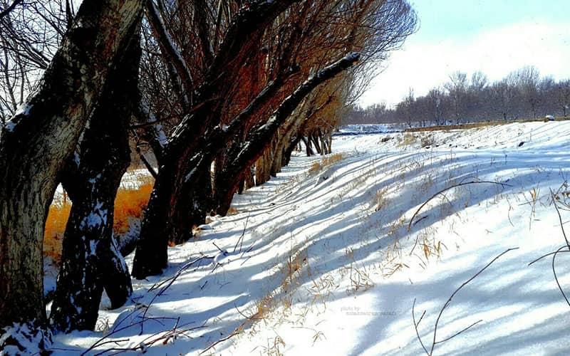 منطقه ای پر از درخت در برف زمستانی