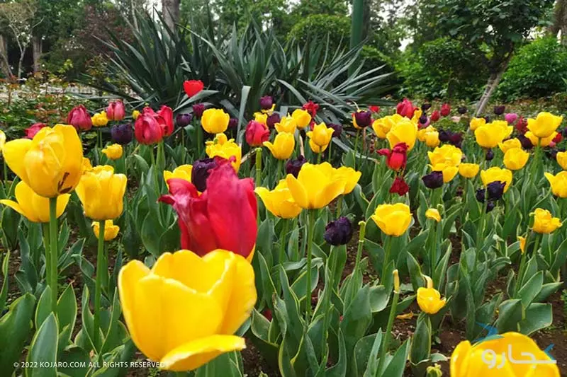 لاله های رنگارنگ در باغ گل های کرج در جشنواره لاله های پارک چمران