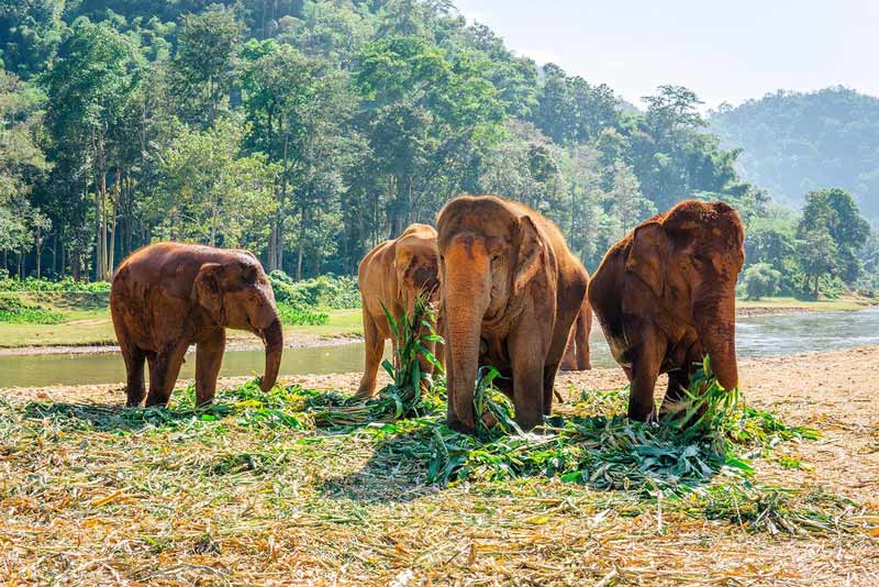 پارک فیل‌های چیانگ مای